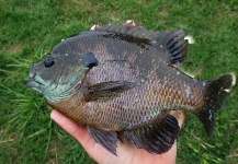 Ben Stahlschmidt 's Fly-fishing Image of a Bluegill | Fly dreamers 