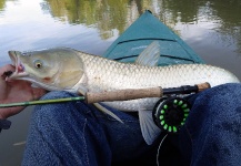 Ben Stahlschmidt 's Fly-fishing Pic of a Carp | Fly dreamers 