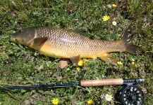 Fly-fishing Pic of Barbel shared by LUIS SÁNCHEZ ANAYA | Fly dreamers 