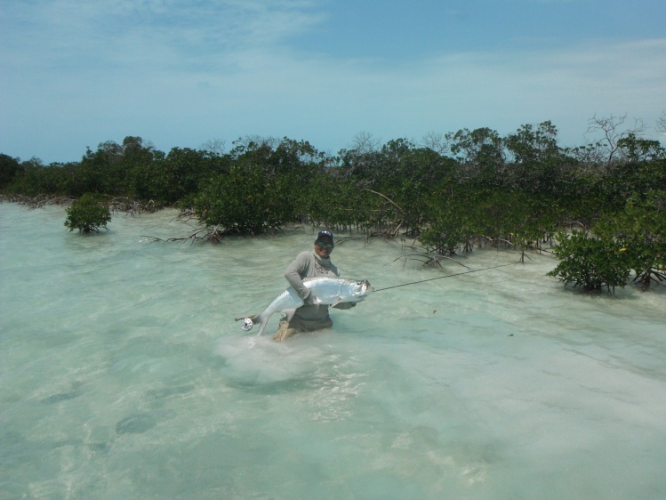 Tarpon in the mangroves