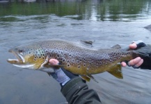 Nicolas  Grosz 's Fly-fishing Photo of a Brown trout | Fly dreamers 