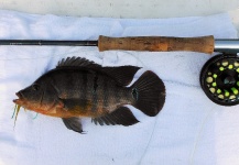 Fly-fishing Photo of Texas Cichlid - Rio Grande Cichlid shared by Semper Fly | Fly dreamers 