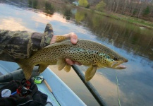 Fly-fishing Image of Brown trout shared by Len Handler | Fly dreamers