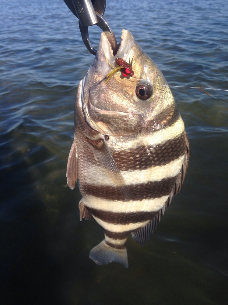 First sheepshead on a fly
Furry foam crab pattern I tied