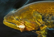 Cómo pescar dorados en los Esteros del Iberá