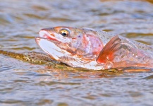 Fly-fishing Picture of Rainbow trout shared by Scott Furushima | Fly dreamers
