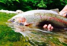 Fly-fishing Image of Steelhead shared by Nate Adams | Fly dreamers