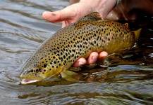 Fly-fishing Picture of Brown trout shared by Tyler Hackett | Fly dreamers
