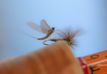 Brant Fageraas's Nice Fly-fishing Art Photo | Fly dreamers 