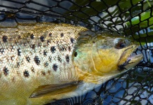 Kristian Villadsen 's Fly-fishing Picture of a Brown trout | Fly dreamers 