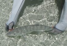 Michael Biggins 's Fly-fishing Image of a Bonefish | Fly dreamers 