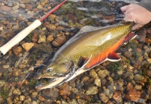 Marcelo Morales 's Fly-fishing Photo of a Brook trout | Fly dreamers 