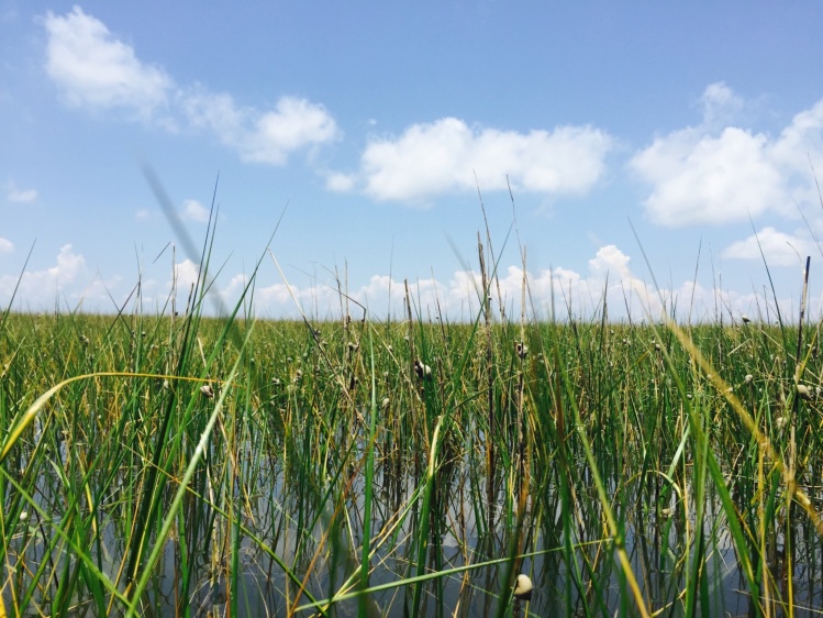 Snails by the millions would flee the rising tide by climbing the tall marsh grass.