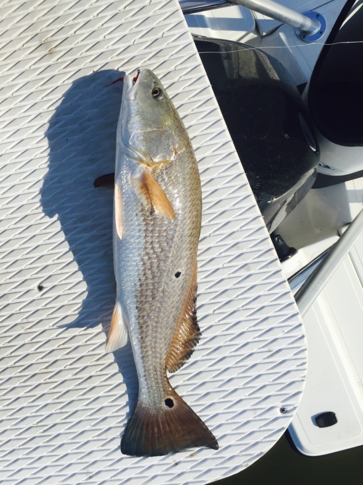 First Redfish I have caught under 20 inches out of Hopedale.
