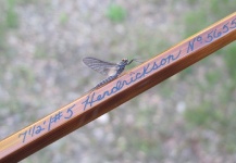  Mira esta foto de Entomología y Pesca con Mosca de Thomas & Thomas Fine Fly Rods | Fly dreamers