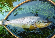 Fly-fishing Pic of Brown trout shared by Kristian Villadsen | Fly dreamers 