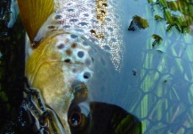 Kristian Villadsen 's Fly-fishing Pic of a Brown trout | Fly dreamers 