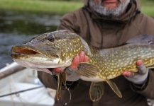 Fly-fishing Pic of Pike shared by Andreas Vendler | Fly dreamers 