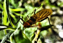 Good Fly-fishing Entomology Photo by Uros Kristan 