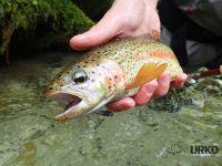 #wild #native #rainbowtrout #dryfly #redtag