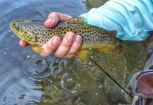 Cierra Bennetch 's Fly-fishing Catch of a Brown trout | Fly dreamers 