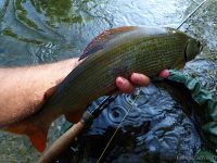 Unica River - dry fly only sector