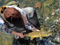 #keepemwet brown trout. Bryan Huskey Photo