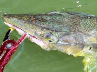 Close up of a huge Bicuda