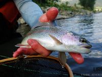 Savinja River is managed by Angling Club Ljubno
Urko Fishing Adventures