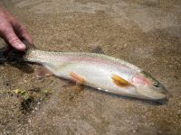 Foto de pesca con mosca