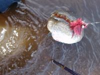 Fly fishing picture