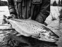 Fly fishing picture