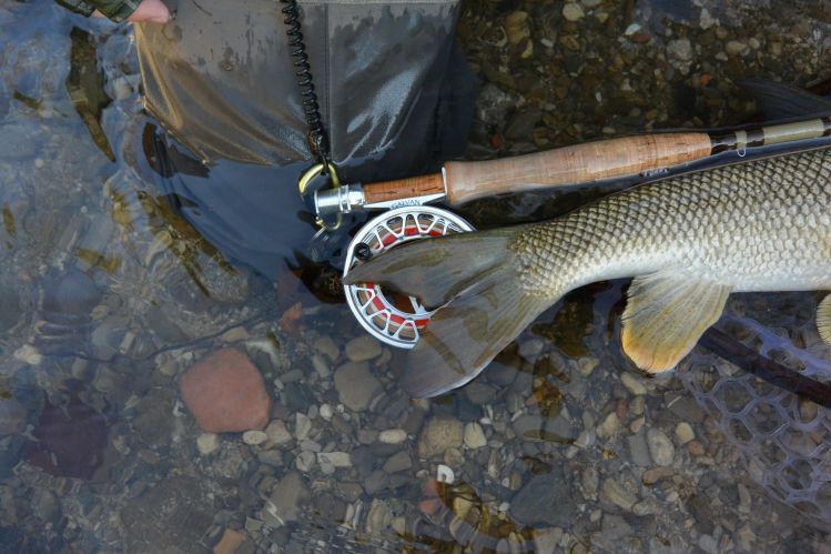 Barbels fin