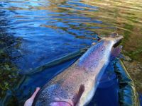 Sava Bohinjka - Fisheries Research Institute of Slovenia