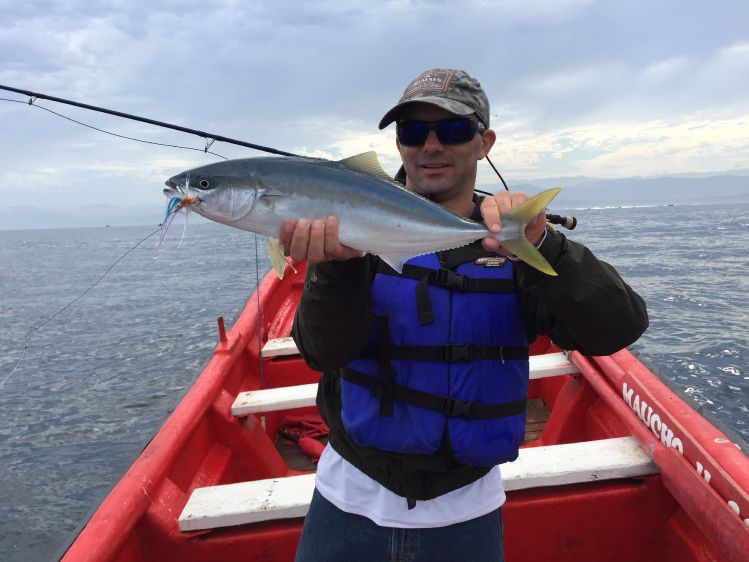 Vidriola, palometa, pez limón o yellow tail
