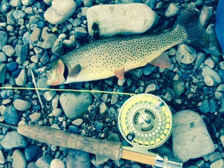 This is a snake river cutty last June