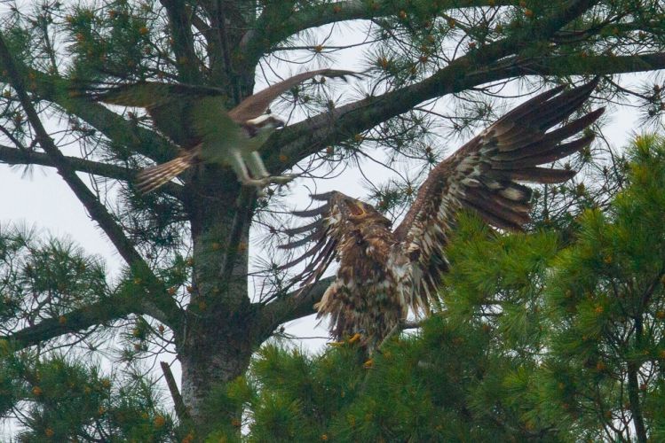 I witnessed this while guiding for trout in the spring--Osprey attacks Eagle!