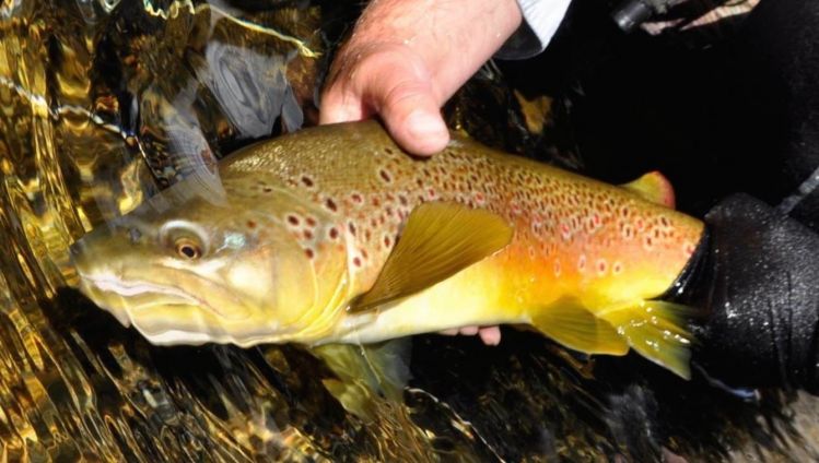 Casey Cravens releases a healthy South Island (NZ) brown.