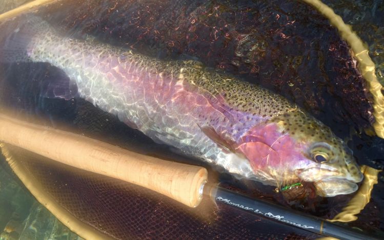 Anyone for a Thin Mint? Swinging with the DNA Switch 10' 5wt found a hungry New England 'bow who said Yes Please!