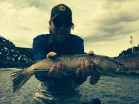 Bad photo, but huge freaking Brown from this week! On streamer.