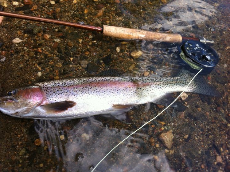 Beautifully colored Yampa river rainbow. The town stretch offers excellent fly fishing opportunities and is often far less crowded than the tailwaters at stagecoach.