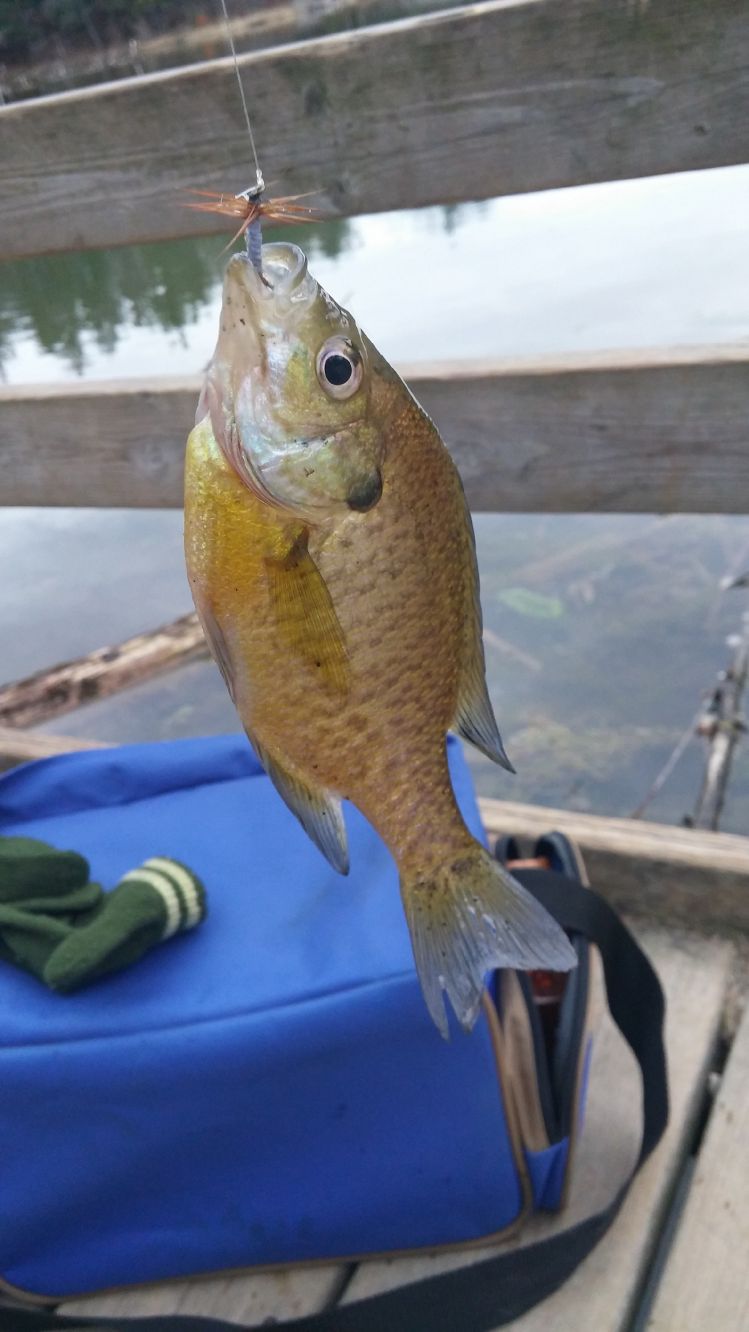 Brought my son out to do some fishing yesterday and caught lots of sunfish just off the dock