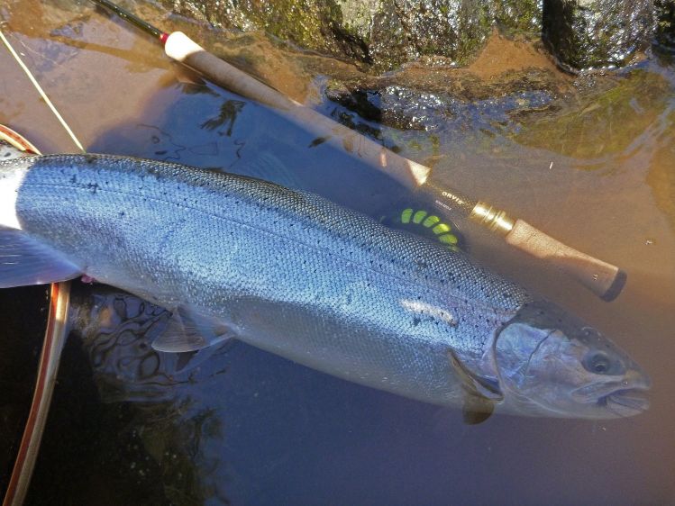 Last Day of the season for winter steelhead on my favorite coastal stream. This 10 lb. hen made my day.