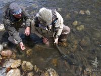 Anglers release a steeled from the Salmon River in Idaho. Greg Loomis Photo. 