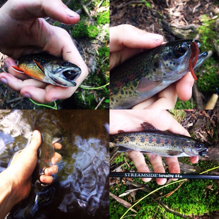 Some resident trout from yesterday!