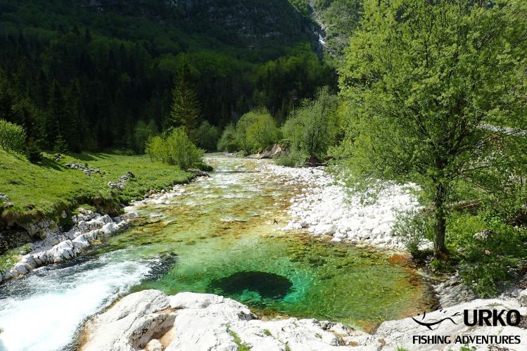 As in the aquarium!
Lepena River is managed by Fisheries Research Institute of Slovenia