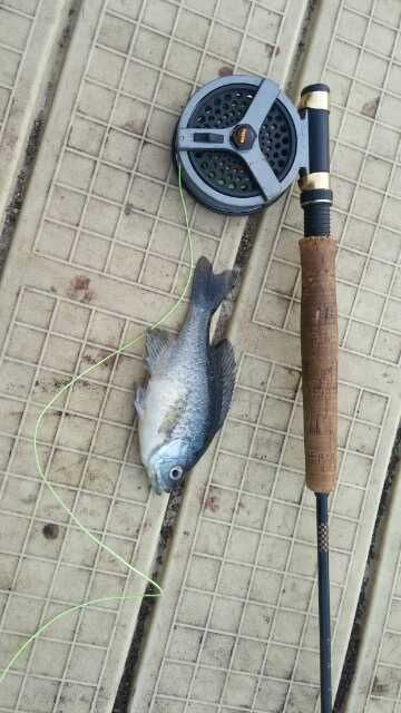 Crappie/ bluegill hybrid (before i have any nay sayers the pond i caught it at is specifically crappie sunfish poppyseed and bluegill
