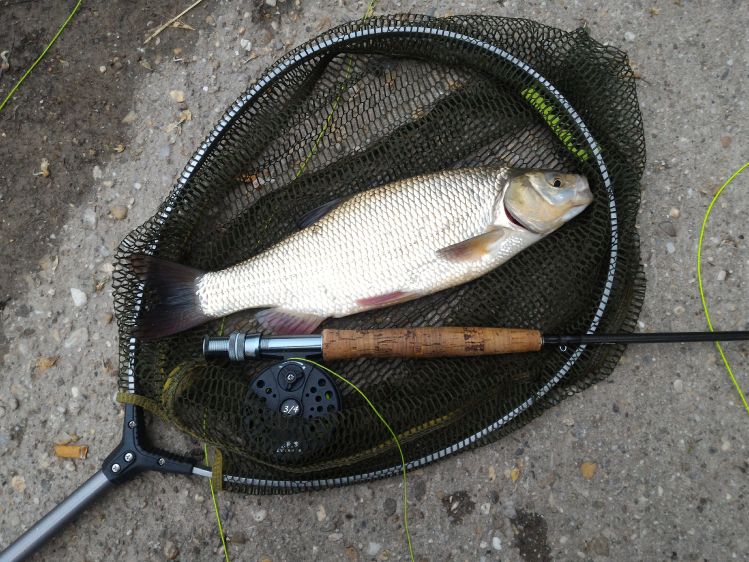 Today's chub... One of many