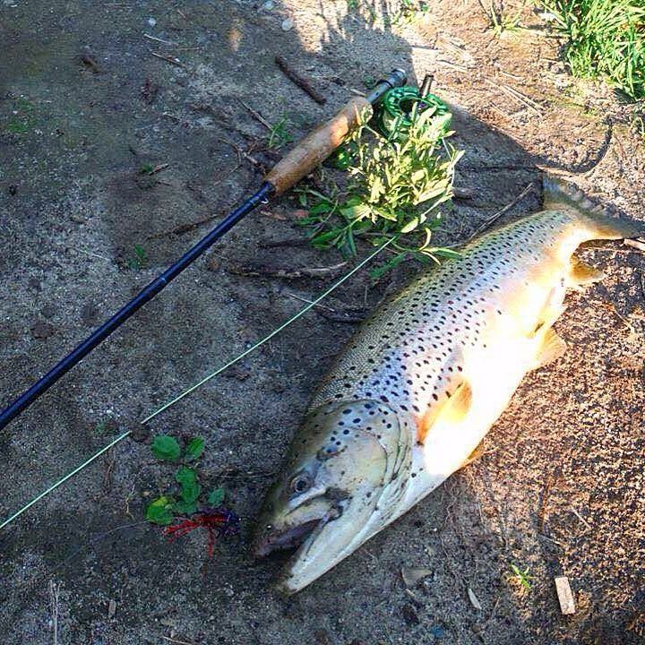 One year ago today is when I caught this giant resident brown on a Lake Ontario tributary!