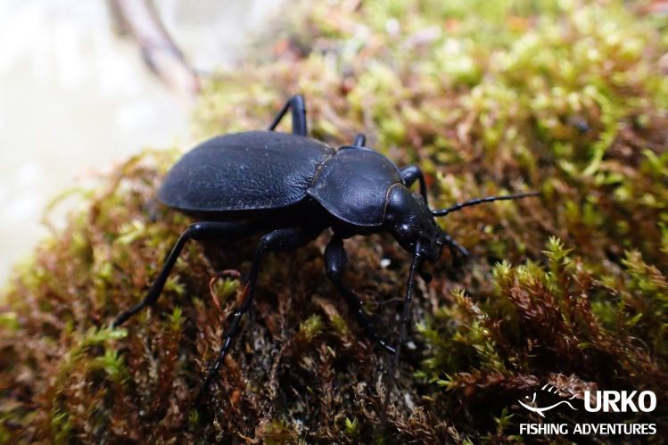 Stag beetle - female